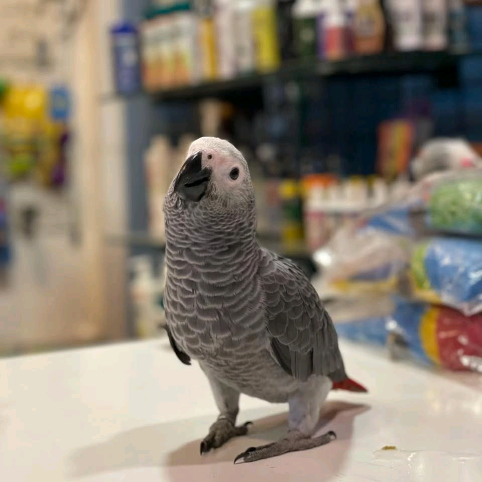 9 MONTHS OLD CONGO AFRICAN GRAY PARROT - Image 5