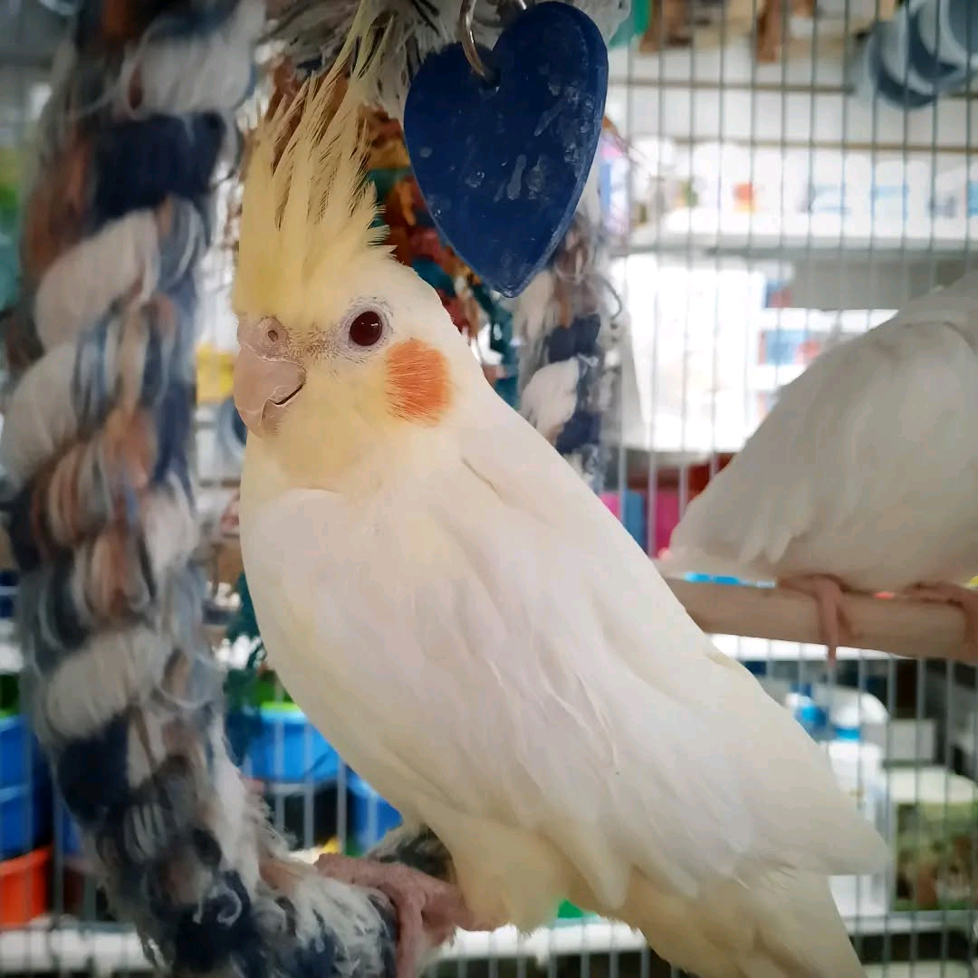 2 years old cocktail parrot - Image 2