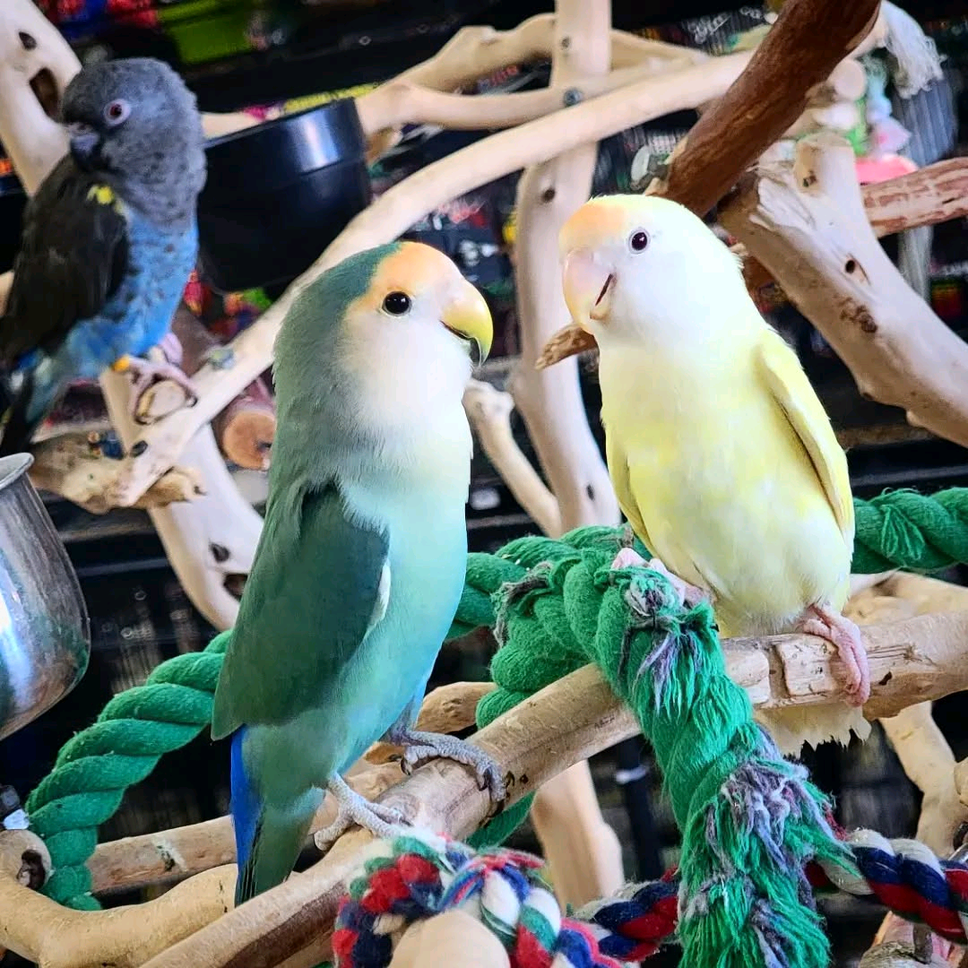 Lovebirds - Image 2