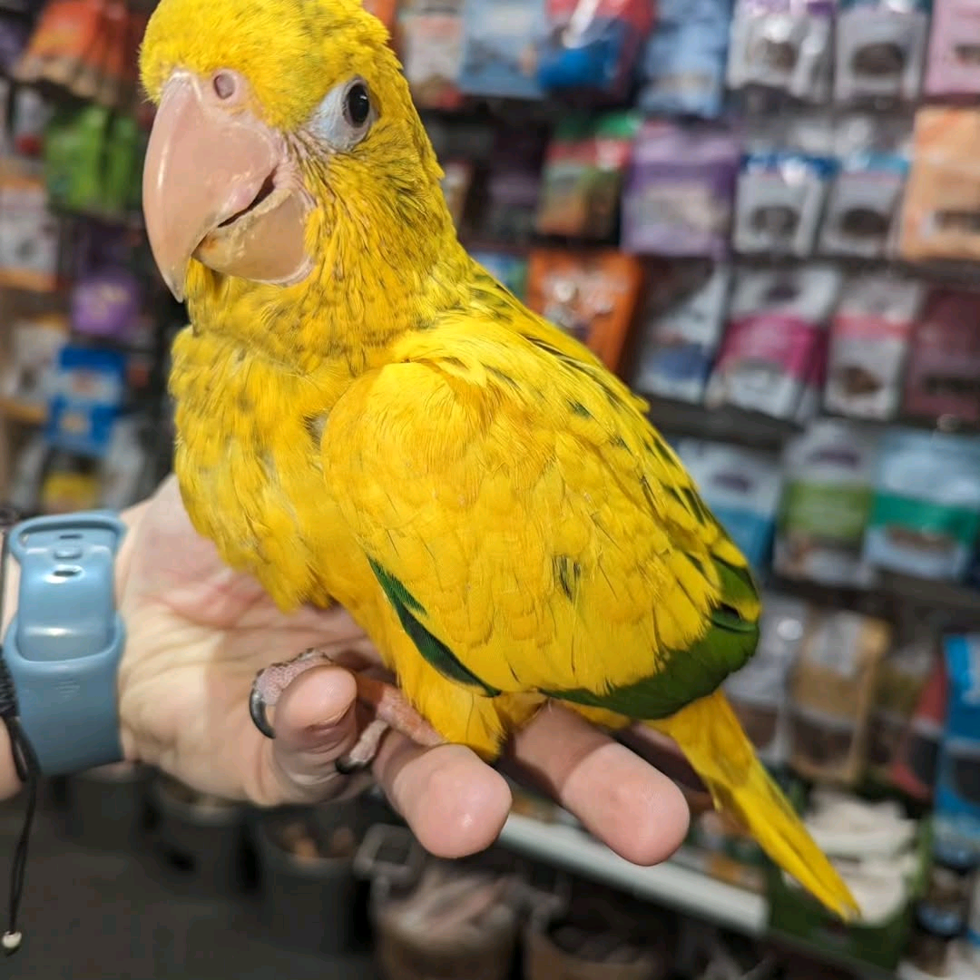 4 Months Old Golden Conures