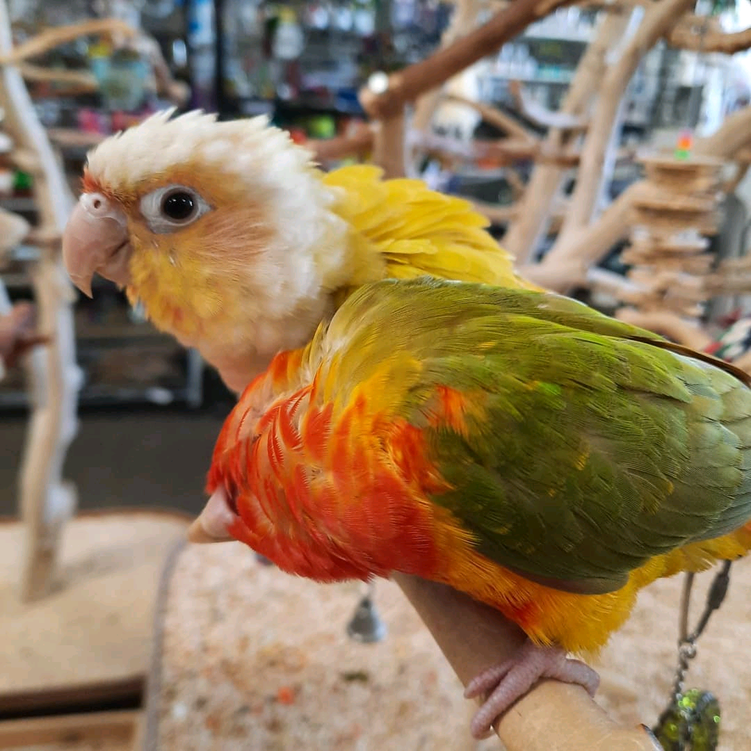 6 months old Yellow-cheeked conures - Image 2