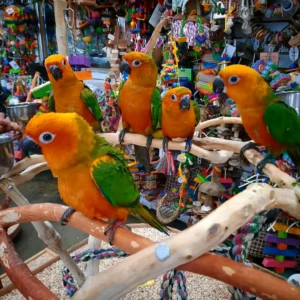 Sun conures
