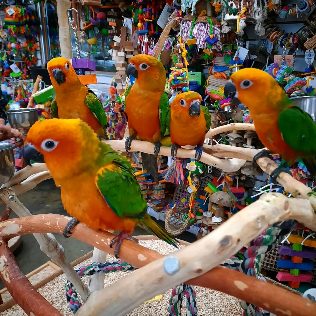 Sun conures