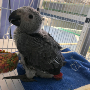 Congo African grey parrots for anyone interested to buy.