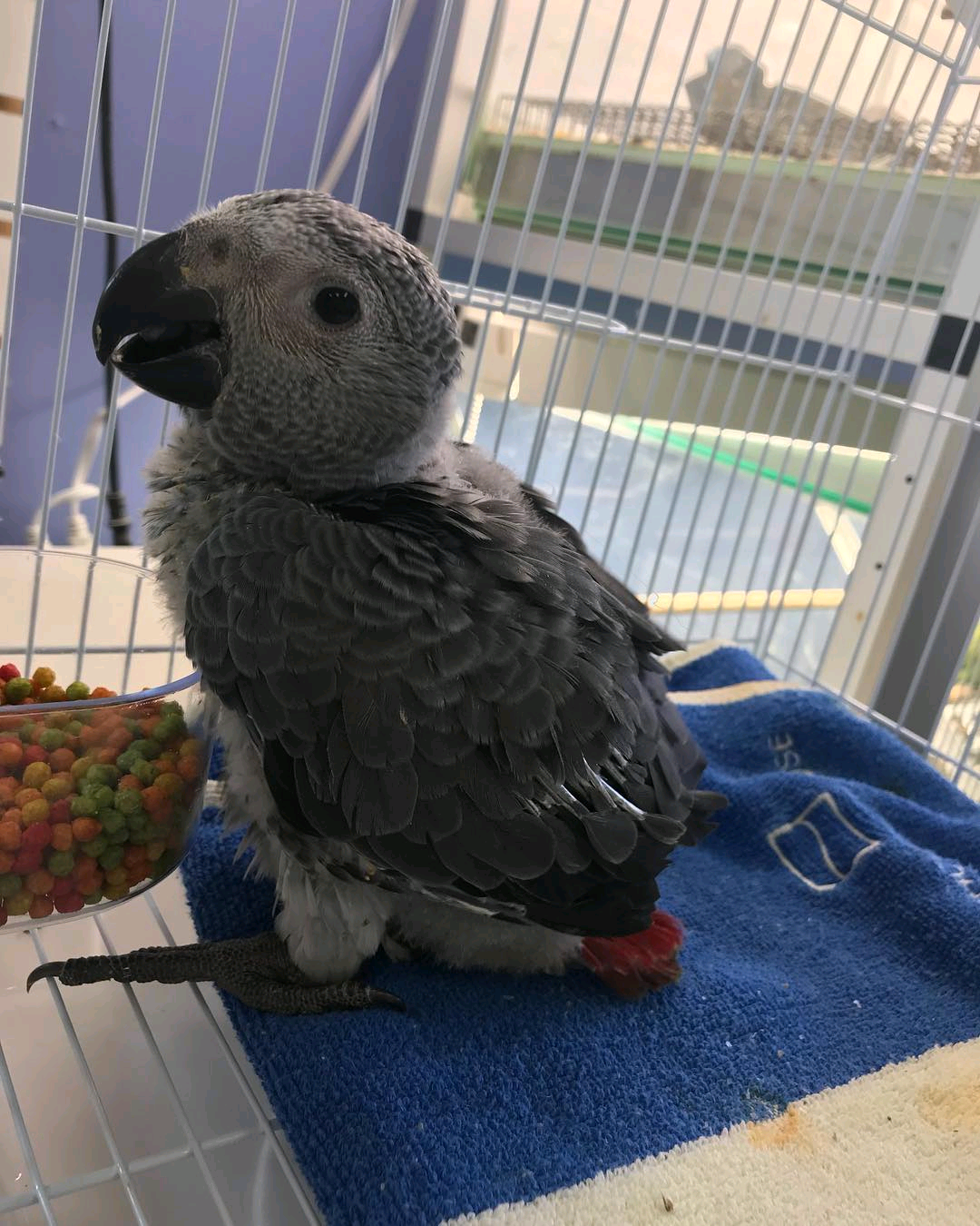 Congo African grey parrots for anyone interested to buy.