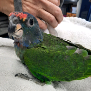4 Months Old Blue-Headed Pionus parrots