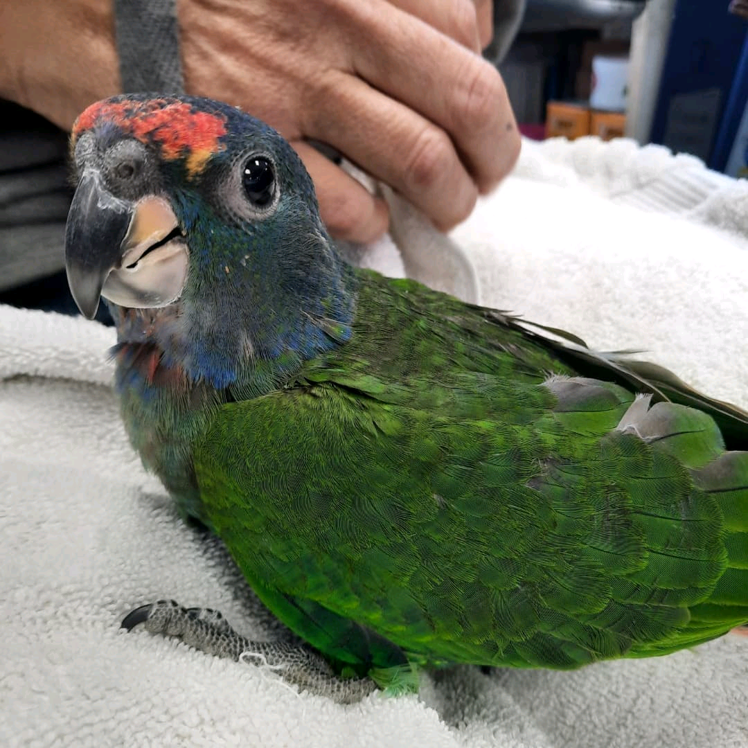 4 Months Old Blue-Headed Pionus parrots