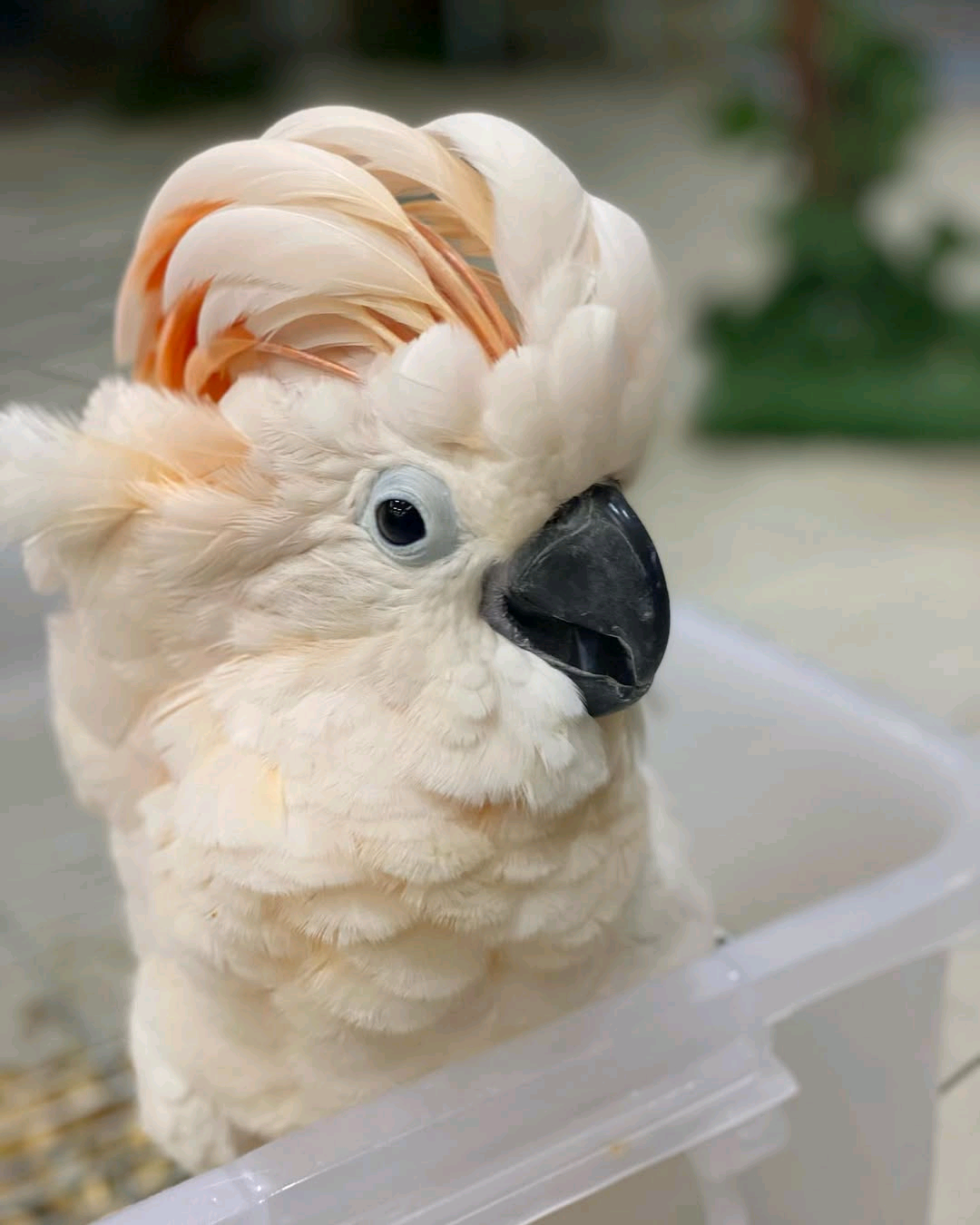 Moluccan Cockatoo - Image 4
