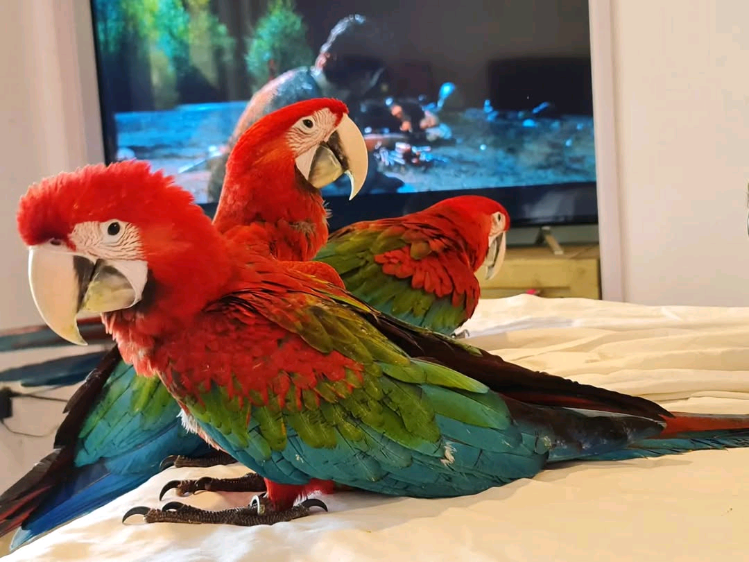 Green winged Macaw Parrot