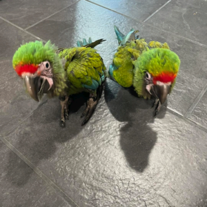 3 Months Old Baby Buffon Macaw Parrots