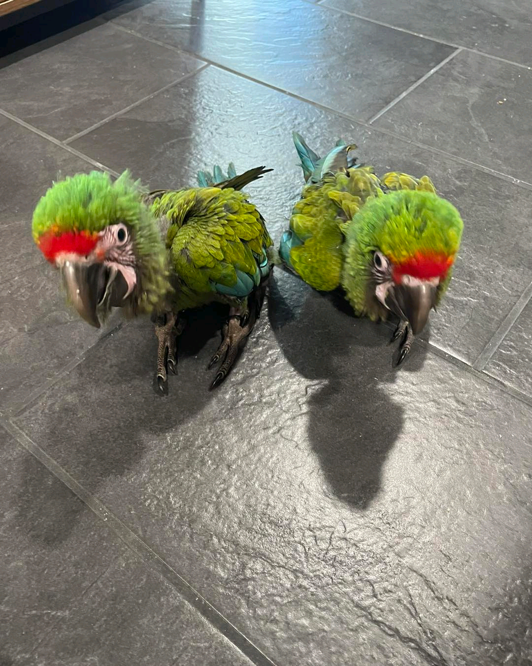 3 Months Old Baby Buffon Macaw Parrots