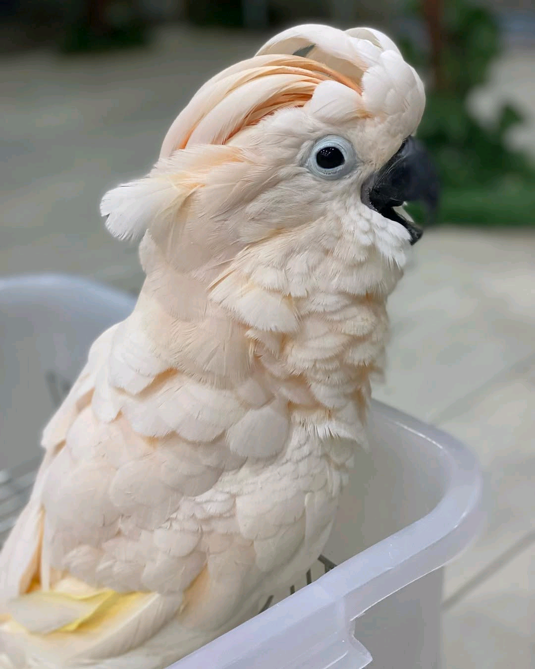 Moluccan Cockatoo - Image 3