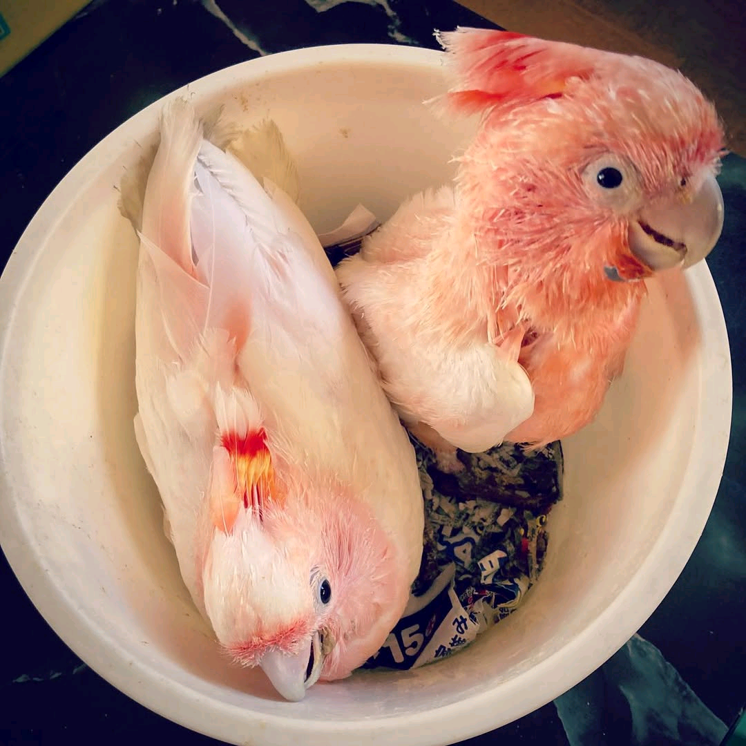 5 Months Old Baby Major Mitchell Cockatoo - Image 2