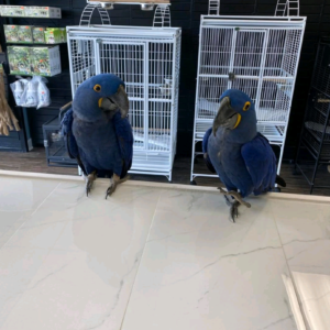 Hyacinth macaw