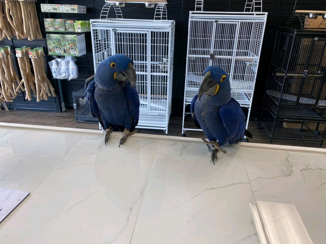 Hyacinth macaw