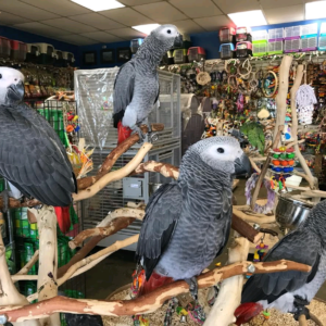 9 MONTHS OLD CONGO AFRICAN GRAY PARROT