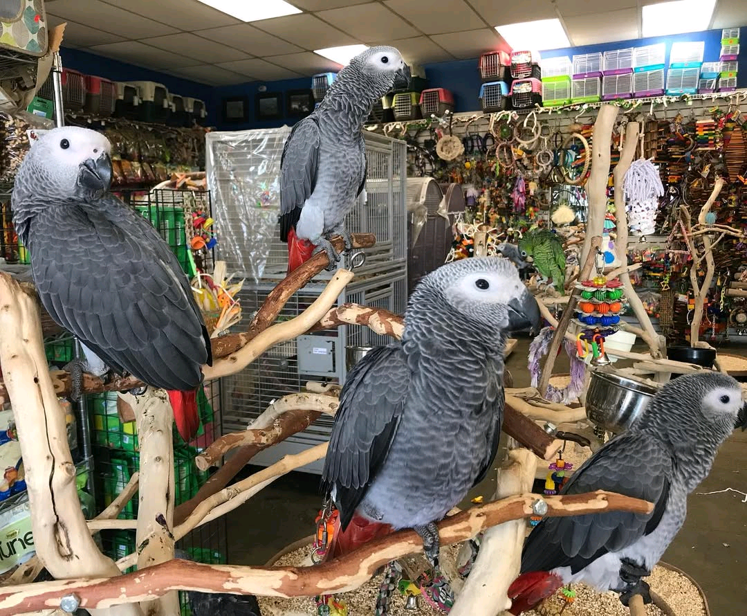 9 MONTHS OLD CONGO AFRICAN GRAY PARROT