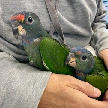 4 Months Old Blue-Headed Pionus parrots - Image 2