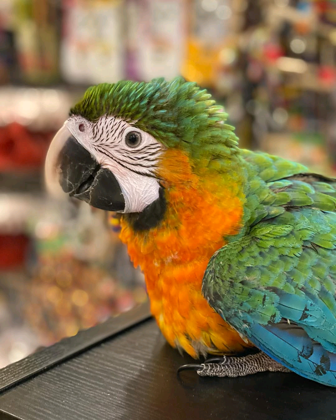 Green orange macaw - Image 3