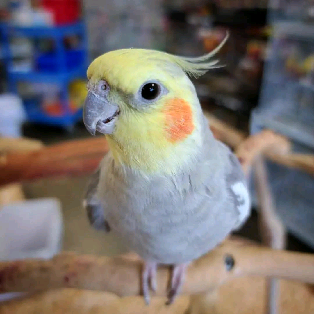 2 years old cocktail parrot - Image 3