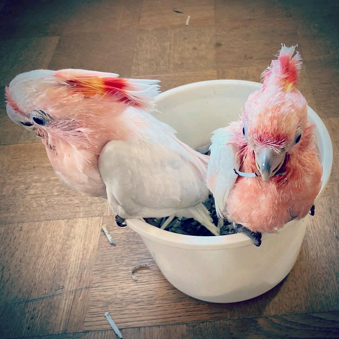 5 Months Old Baby Major Mitchell Cockatoo - Image 4