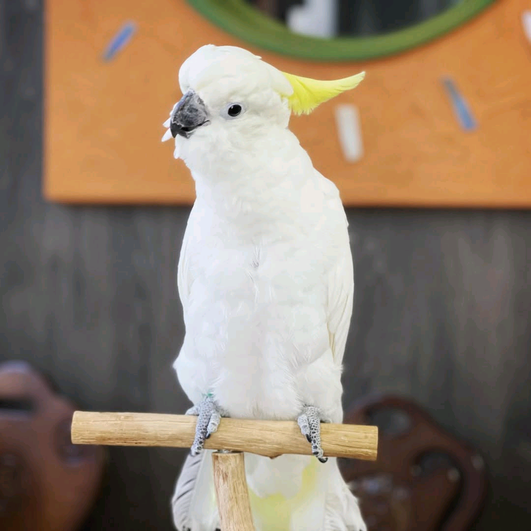 Yellow-crested cockatoos - Image 3