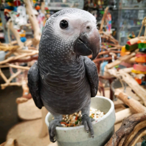 Timneh African Grey