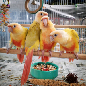 6 months old Yellow-cheeked conures