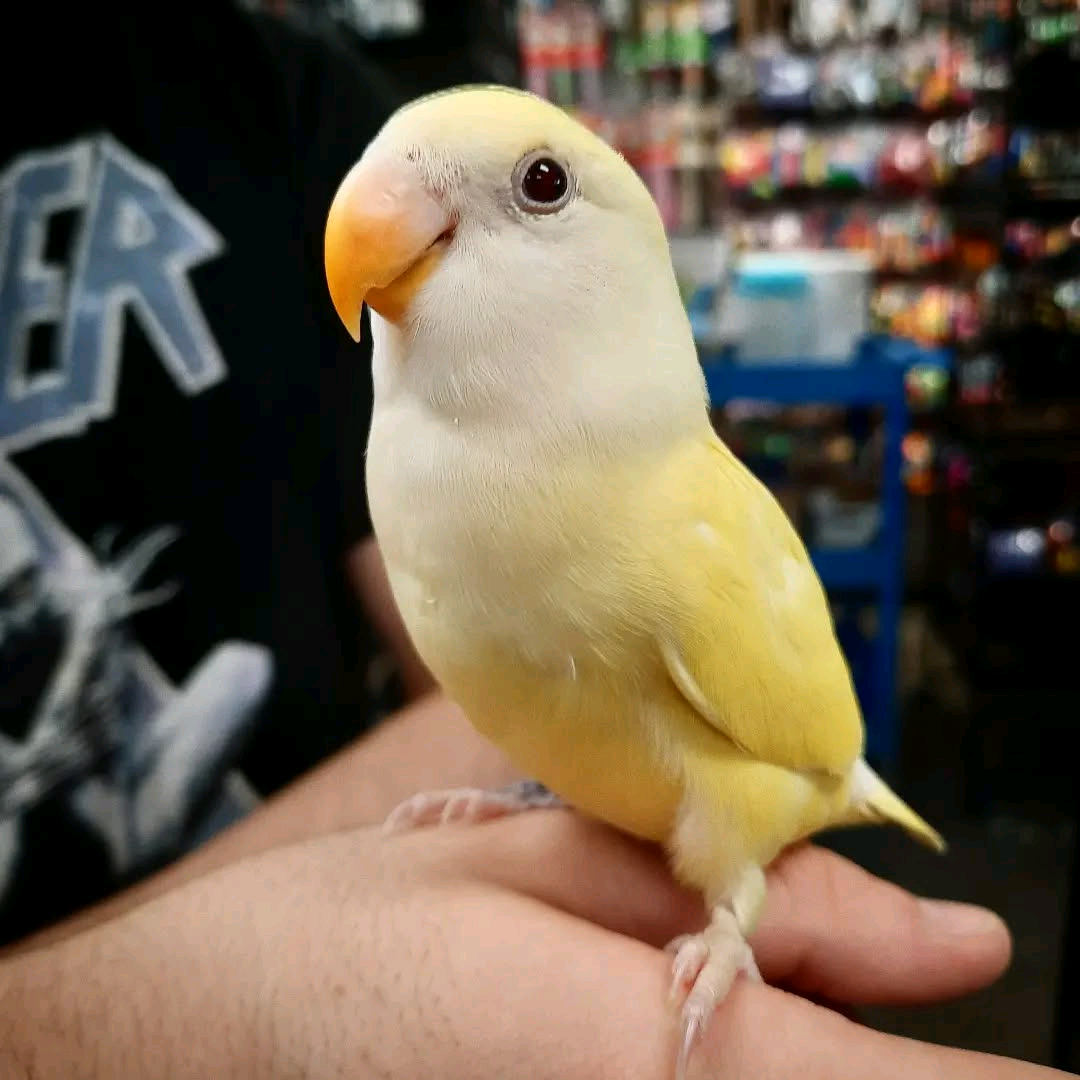 Lovebirds