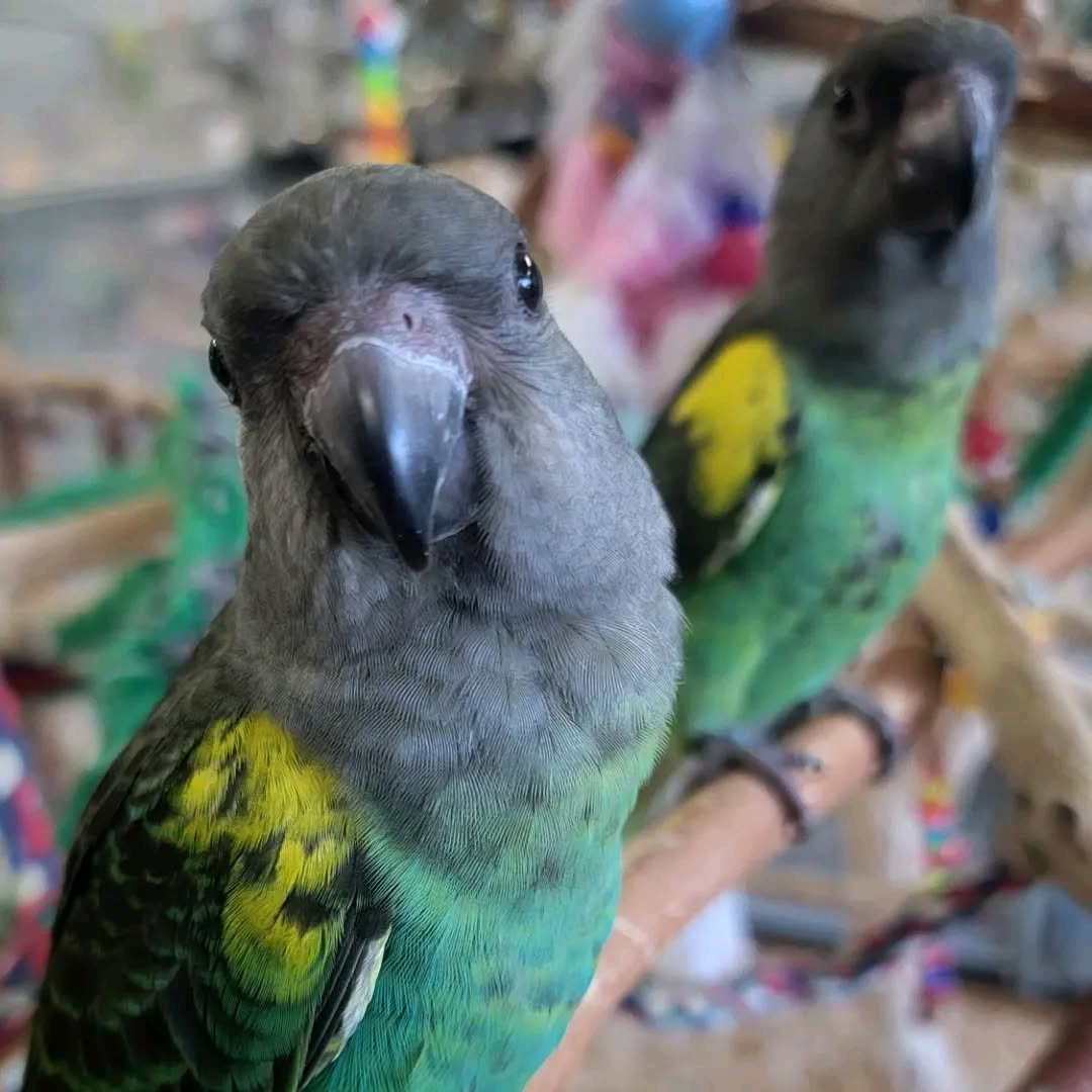 5 Months old Ruppell's Parrots