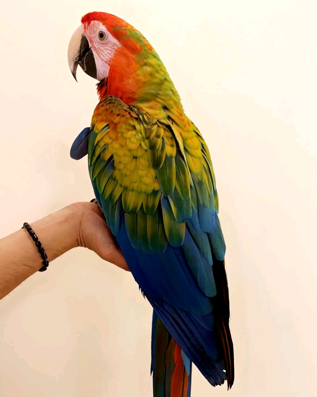 Green orange macaw