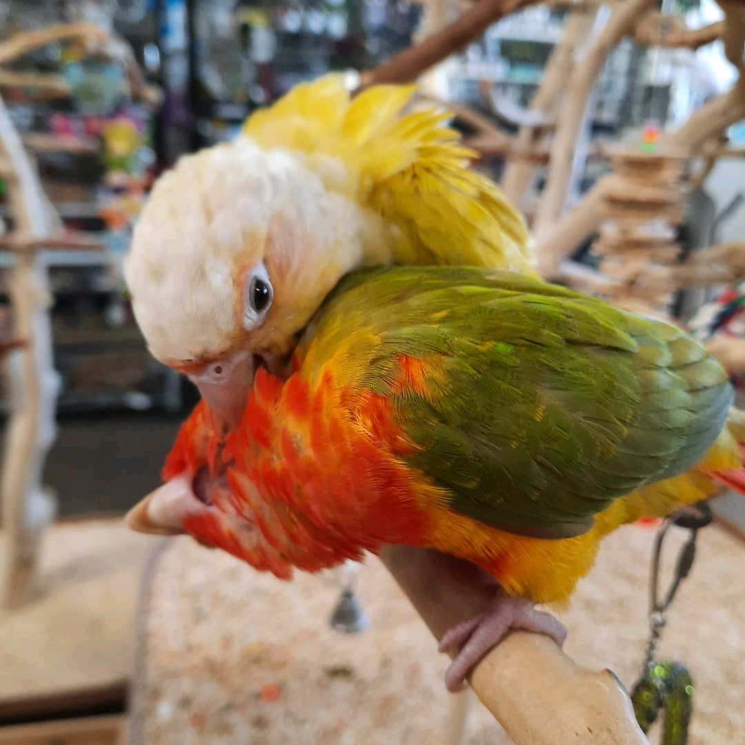 6 months old Yellow-cheeked conures - Image 3