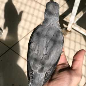 Indian Ring-Neck Parakeet