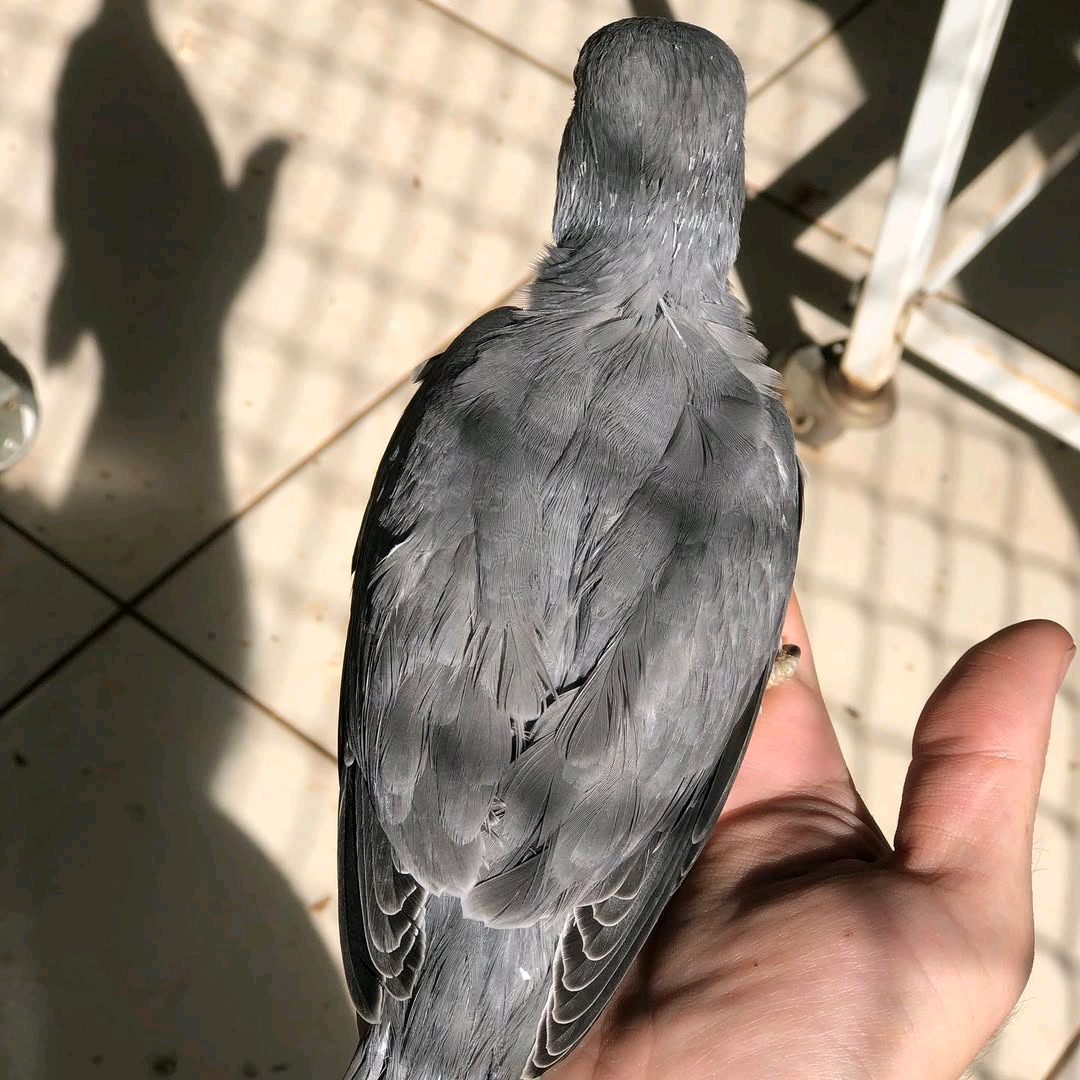 Indian Ring-Neck Parakeet