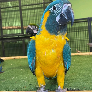 Blue-Throated Macaw