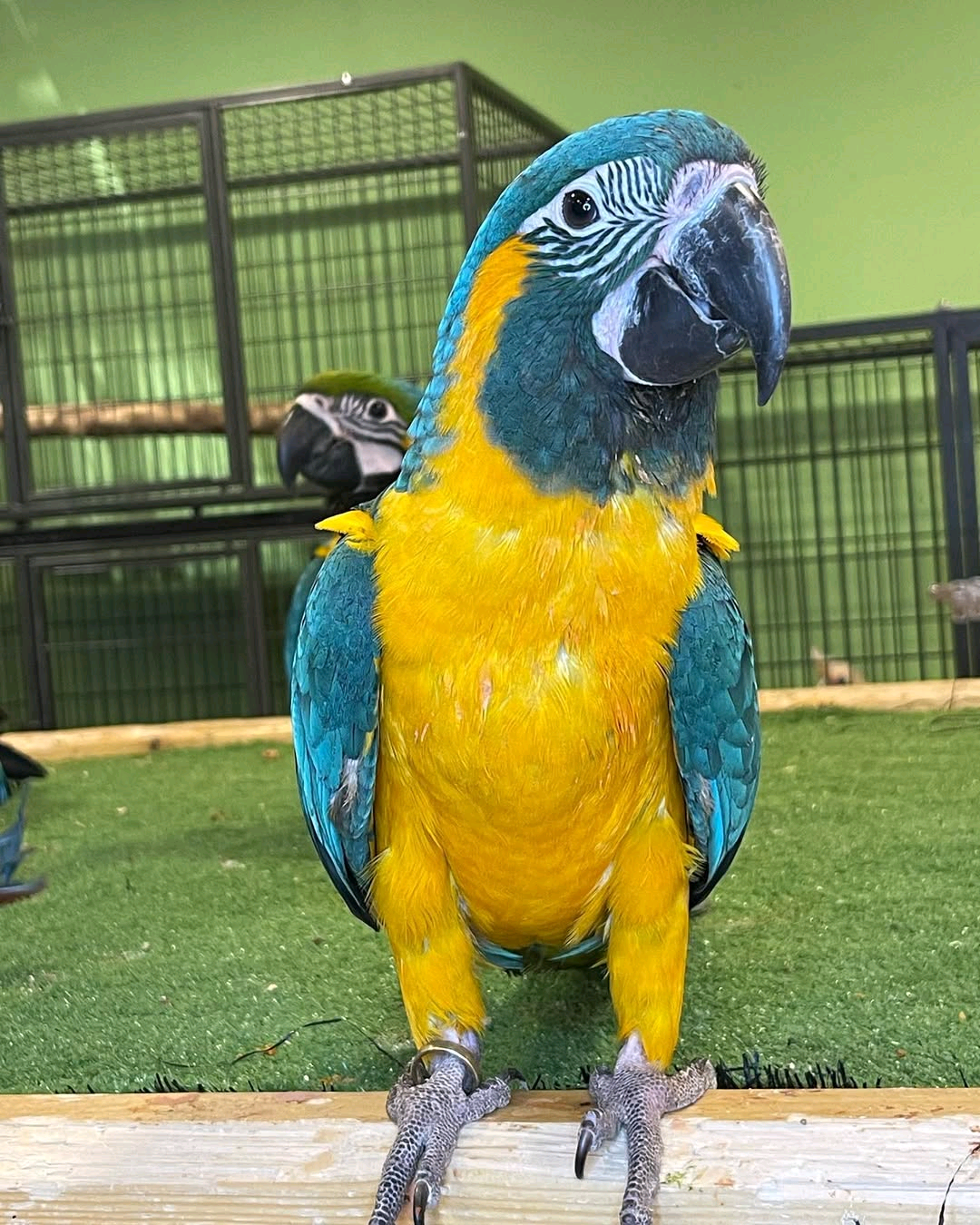 Blue-Throated Macaw