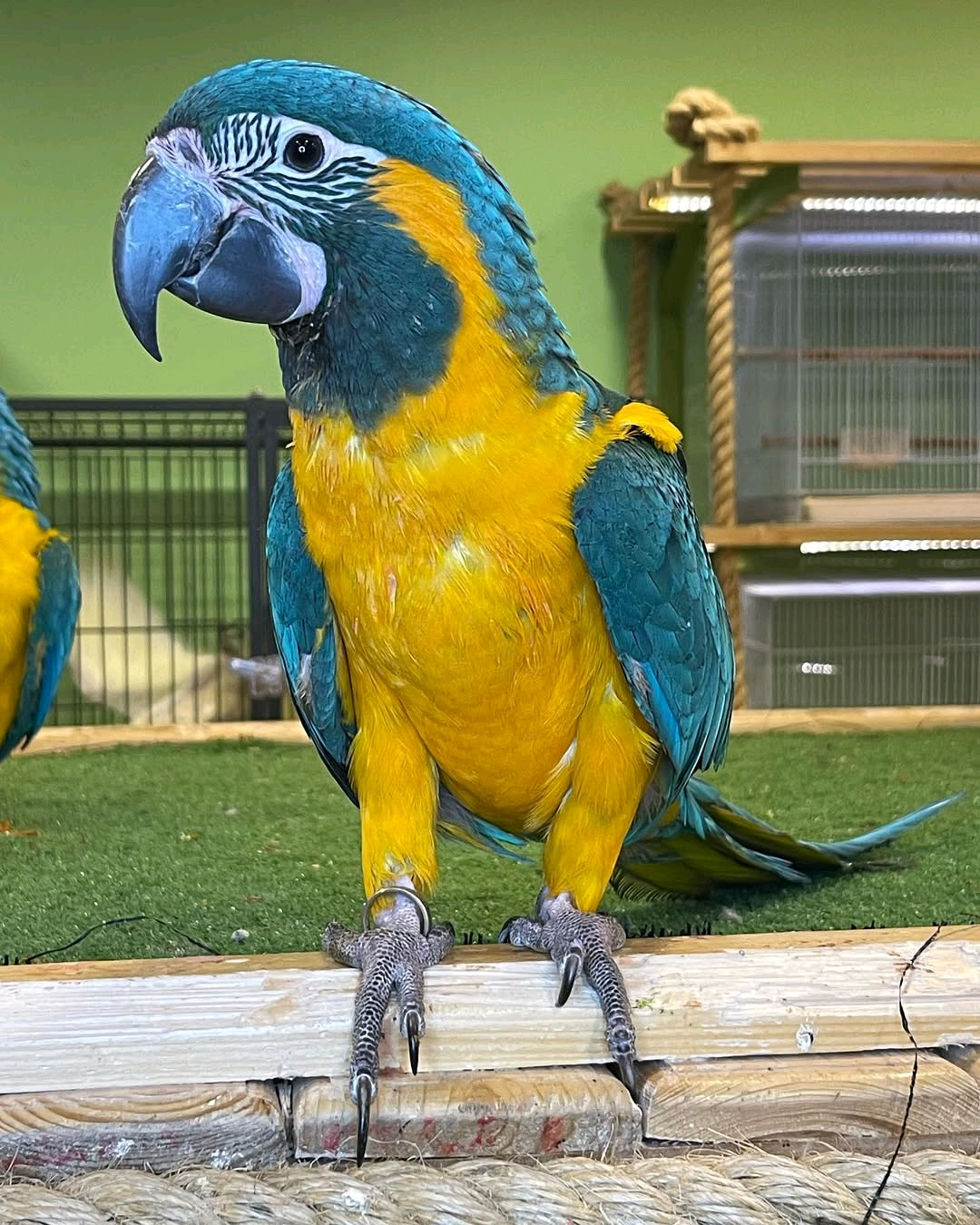 Blue-Throated Macaw - Image 2