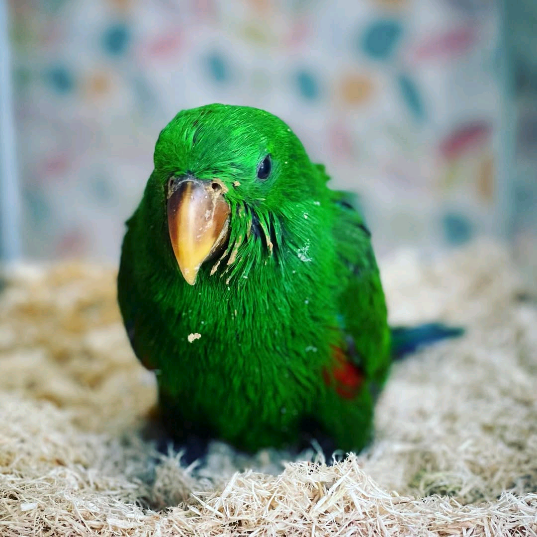 Eclectus Parrots - Image 2