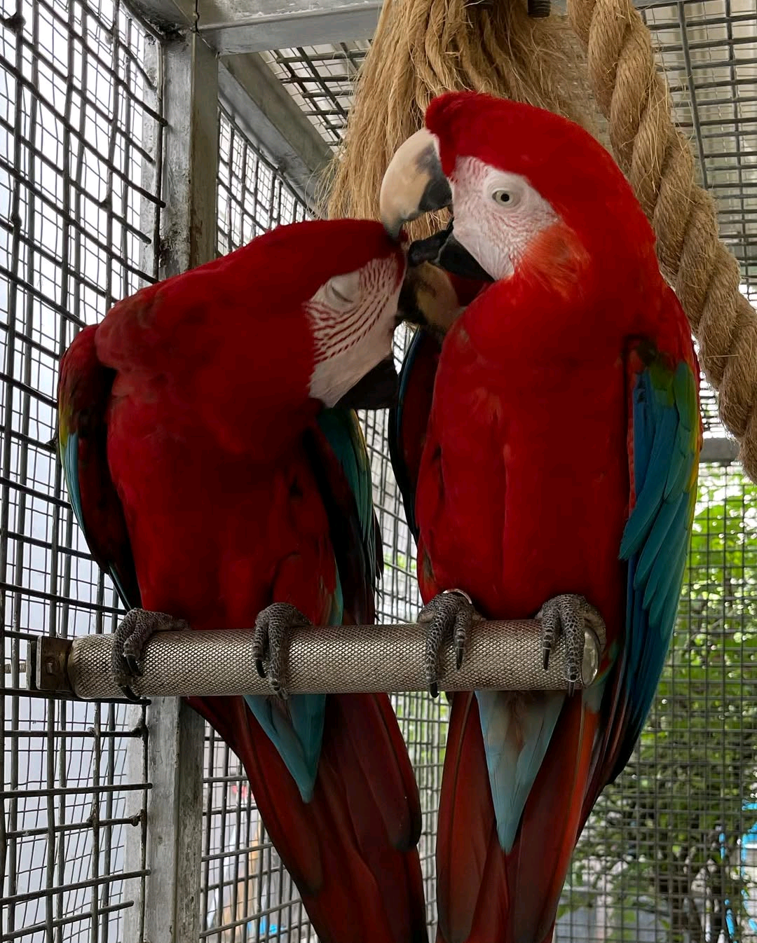 Green wing Macaw parrot
