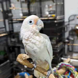 7 Months Old Baby Goffin Cockatoo