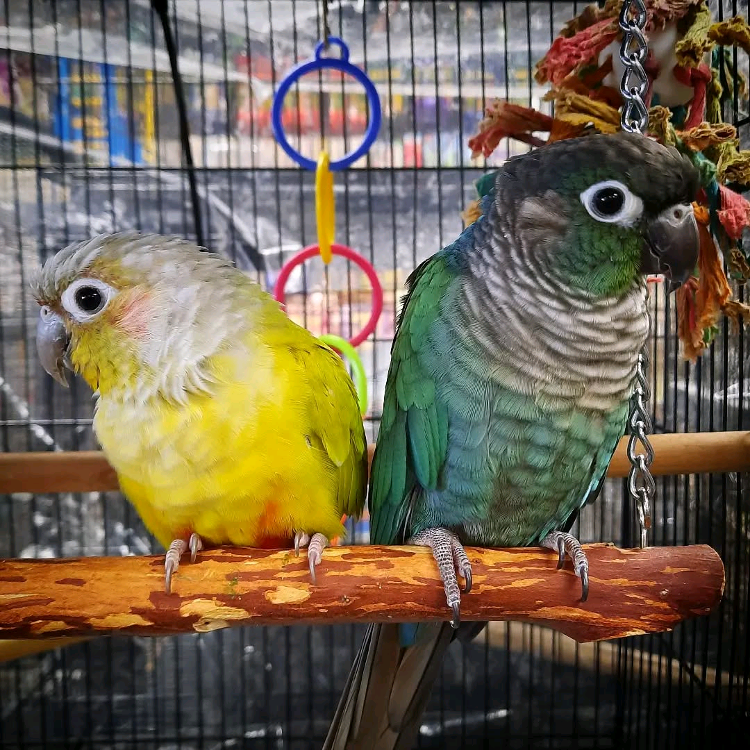 Yellow-Sided Green Cheek Conure: - Image 5