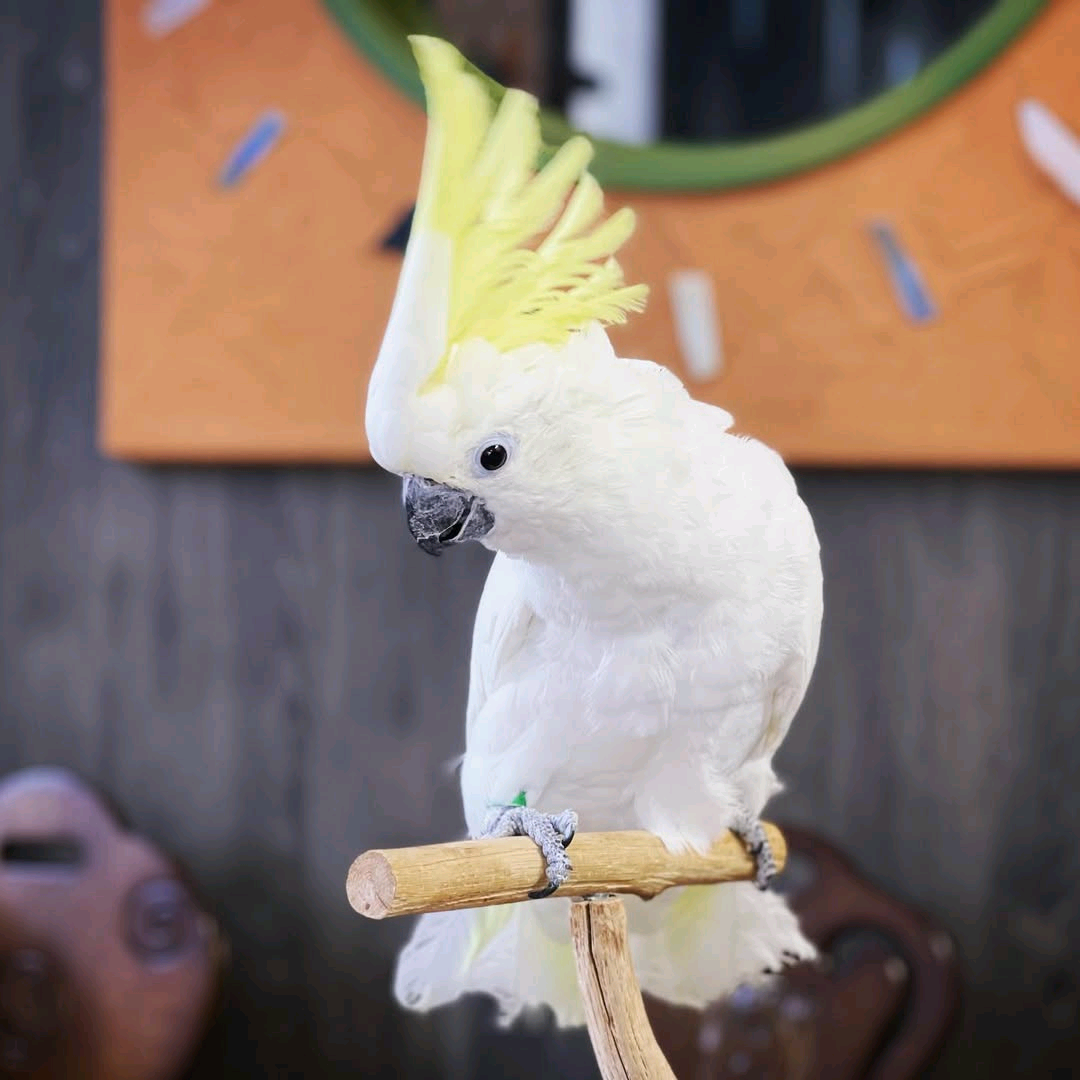 Yellow-crested cockatoos - Image 4