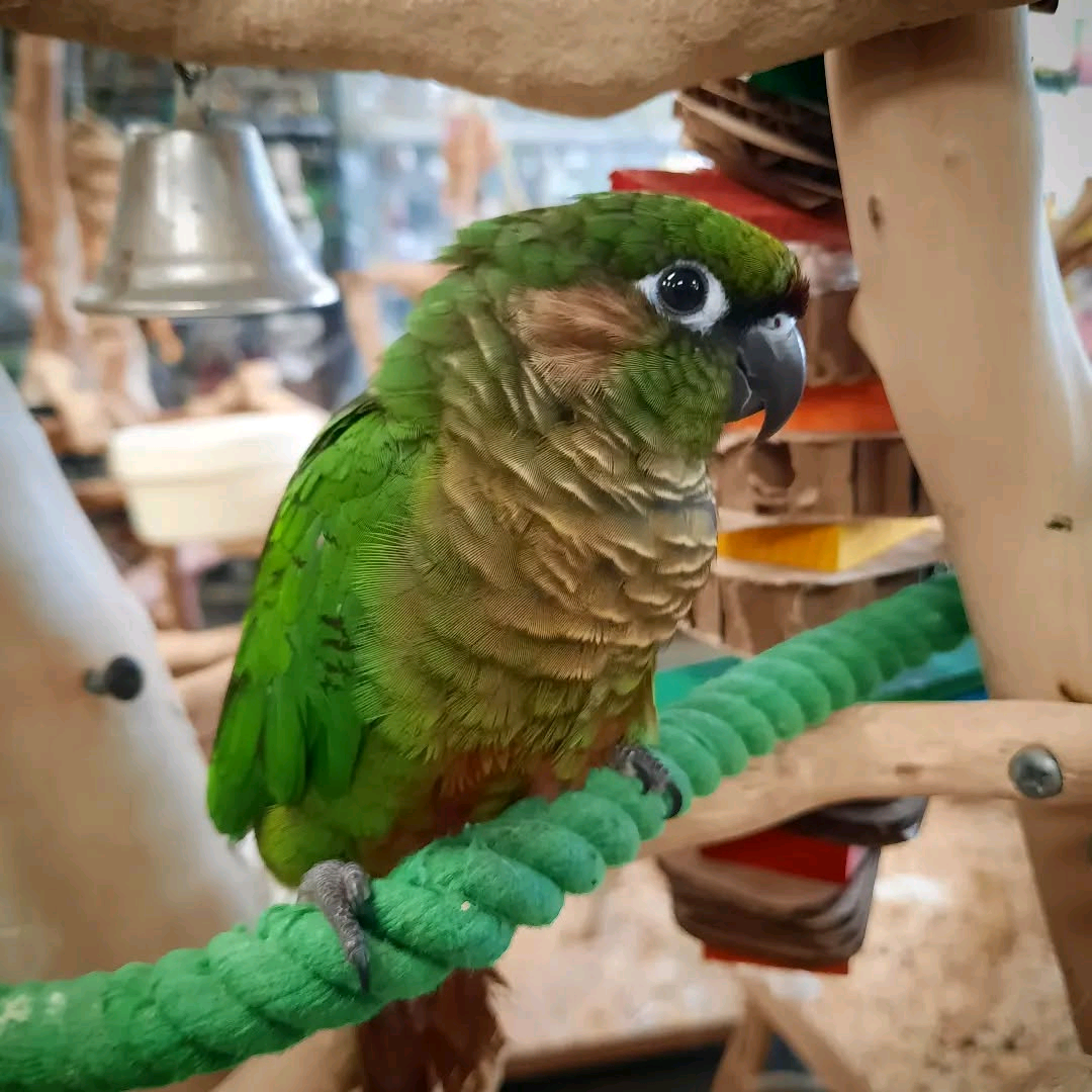 Yellow-Sided Green Cheek Conure: - Image 6