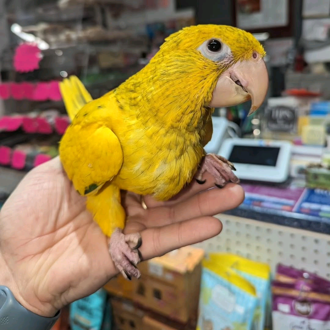 4 Months Old Golden Conures - Image 5