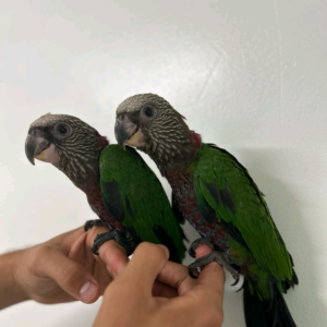 7 months old Hawk-headed Parrot