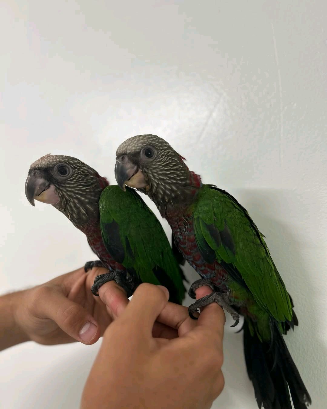 7 months old Hawk-headed Parrot