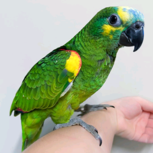6 Months old blue fronted amazon