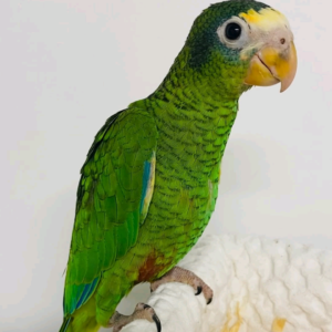 6 months Hispaniolan Amazon Parrot baby