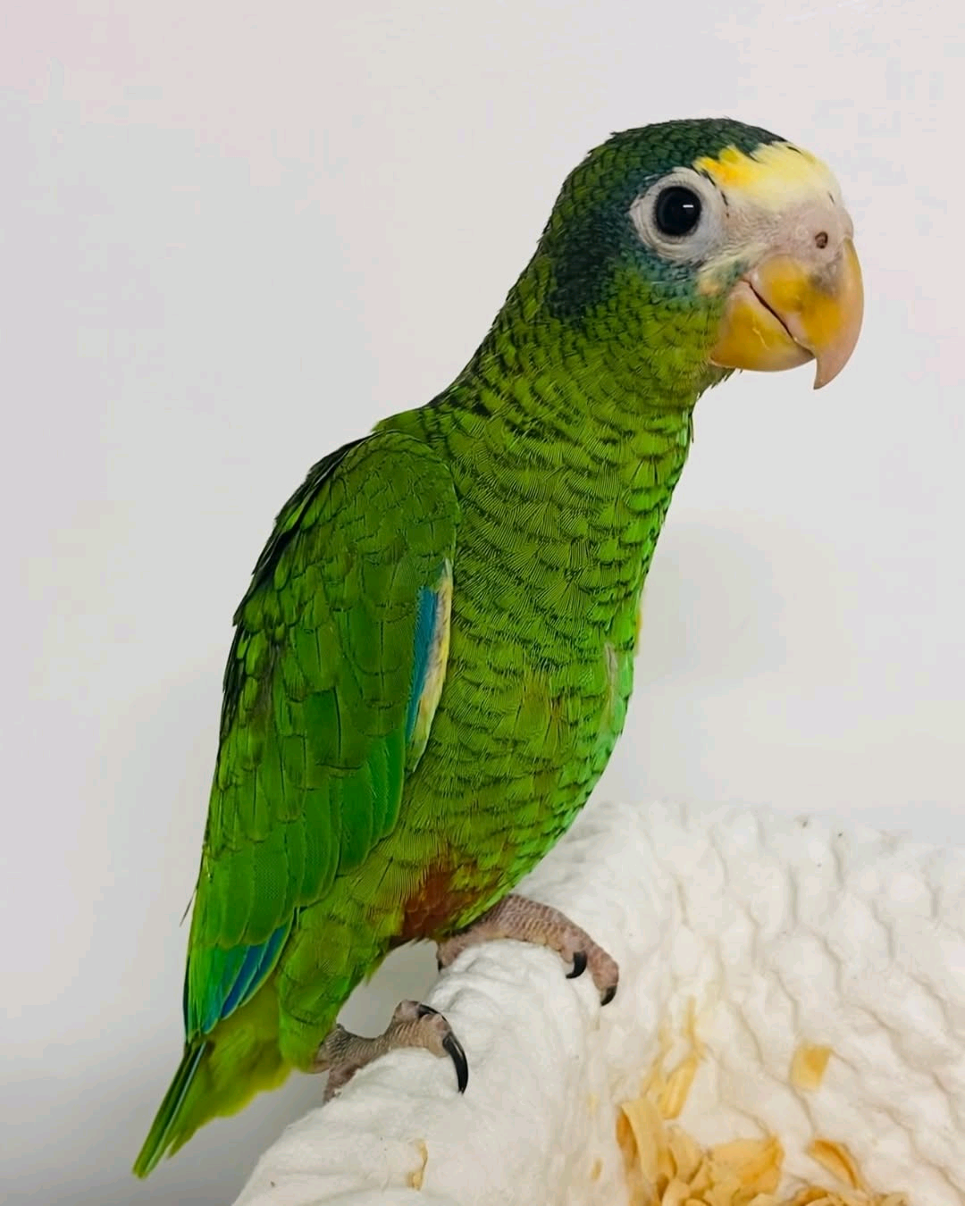 6 months Hispaniolan Amazon Parrot baby