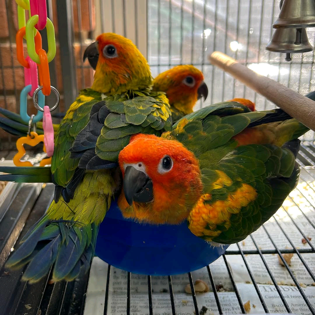 6, months old Sun Conures